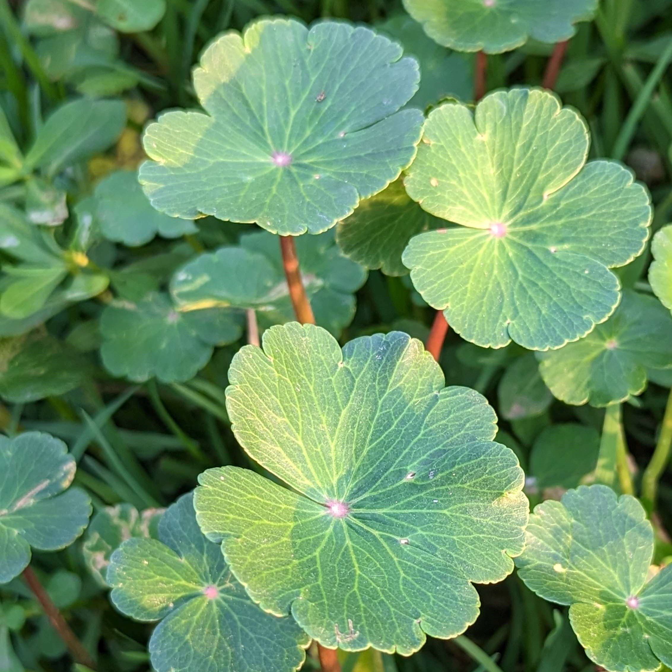 Picture of Hydrocotyle ranunculoides